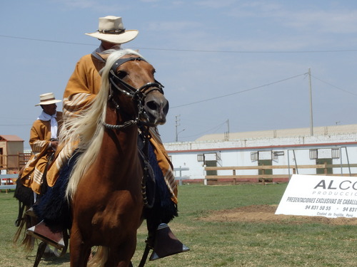 Peruvian Step Horse Show.